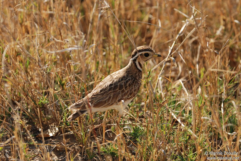 Three-banded Courser, identification