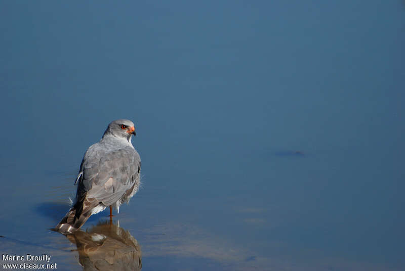 Ovambo Sparrowhawkadult, pigmentation