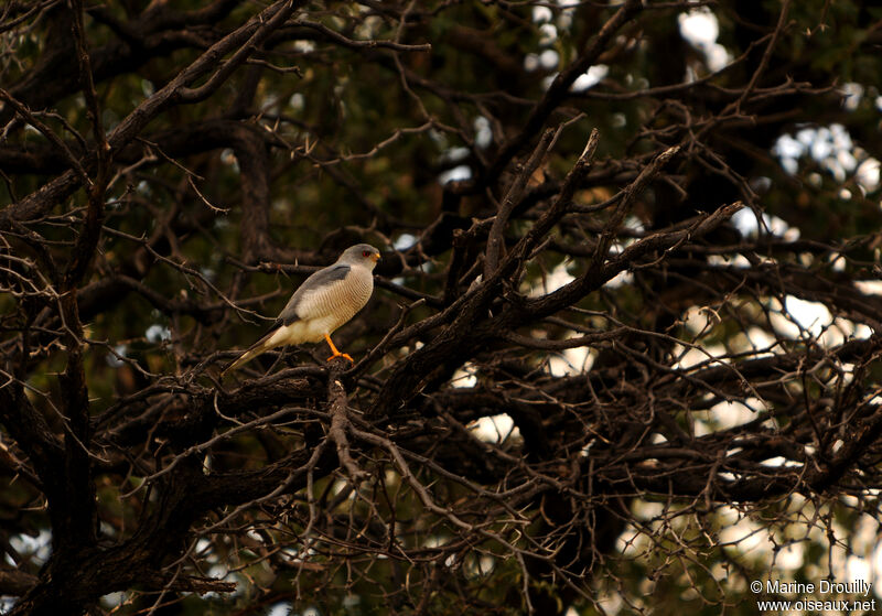 Épervier shikra mâle adulte, identification