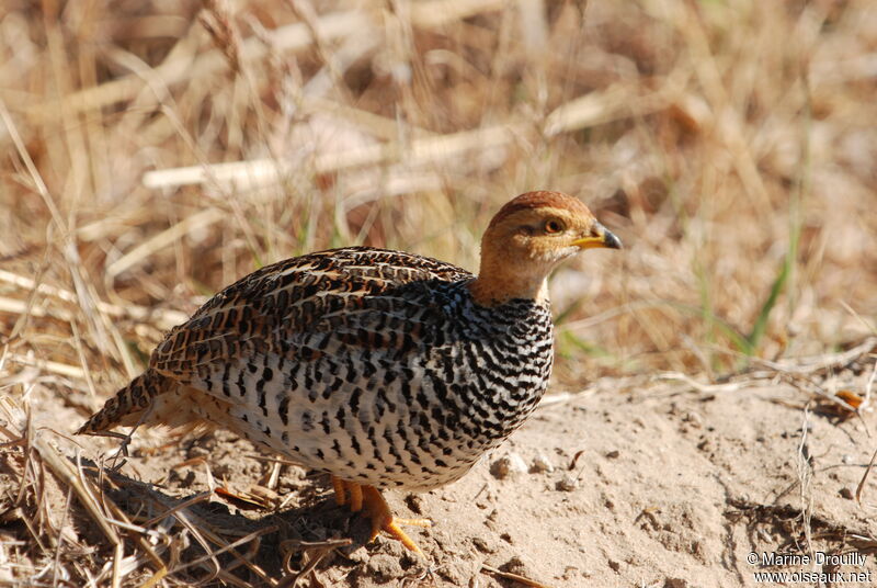 Francolin coqui femelle, identification