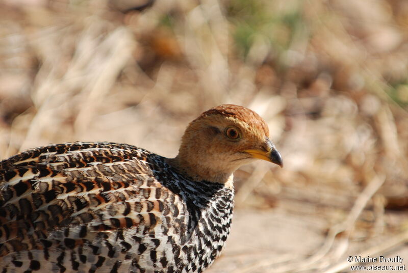 Coqui Francolin female, identification