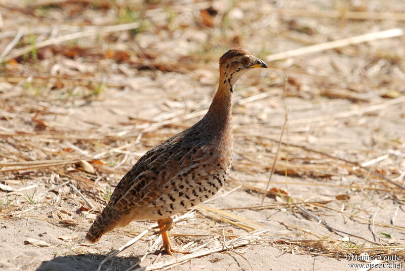 Francolin coqui mâle, identification