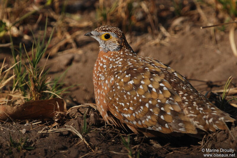 Ganga de Burchell mâle adulte, identification