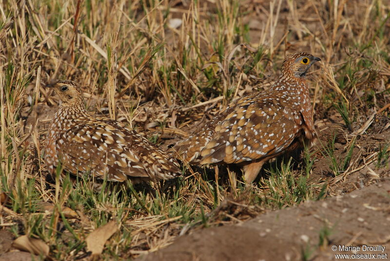 Burchell's Sandgrouseadult, identification