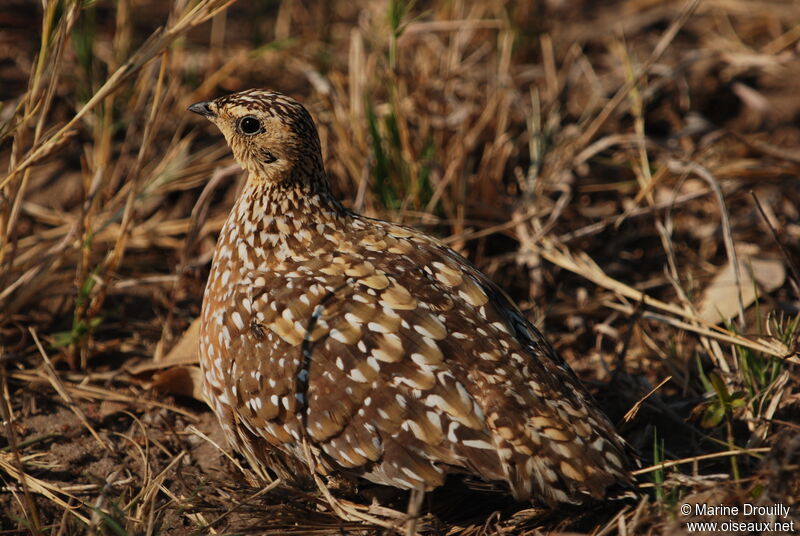 Burchell's Sandgrouse female adult, identification