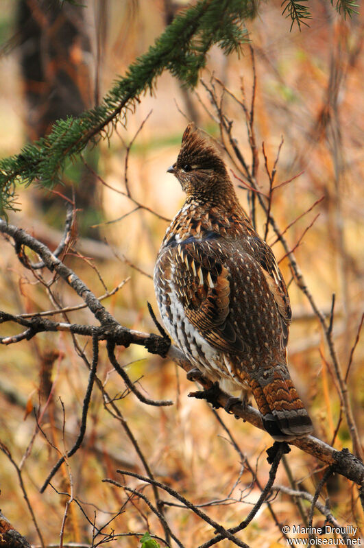 Ruffed Grouse female adult, identification