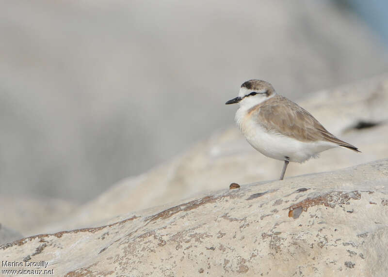 White-fronted Ploveradult, identification