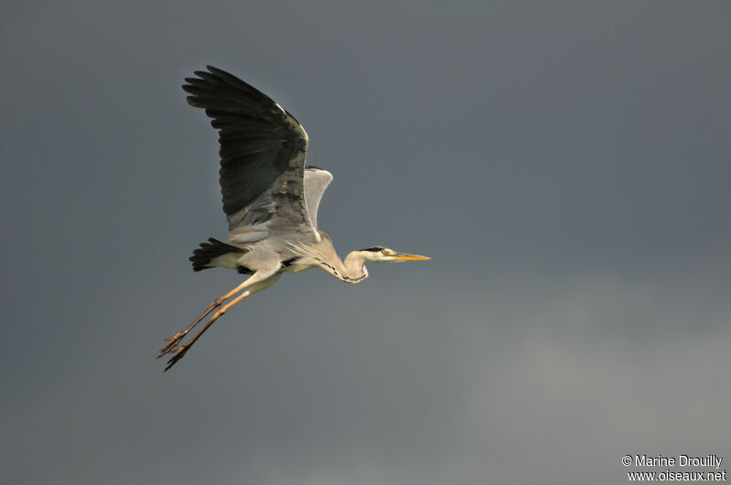 Grey Heronadult, Flight