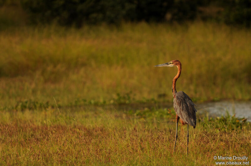 Goliath Heronadult, identification