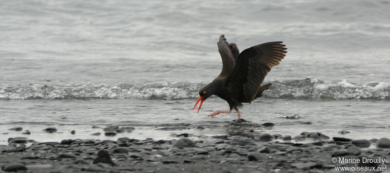 Black Oystercatcheradult, feeding habits