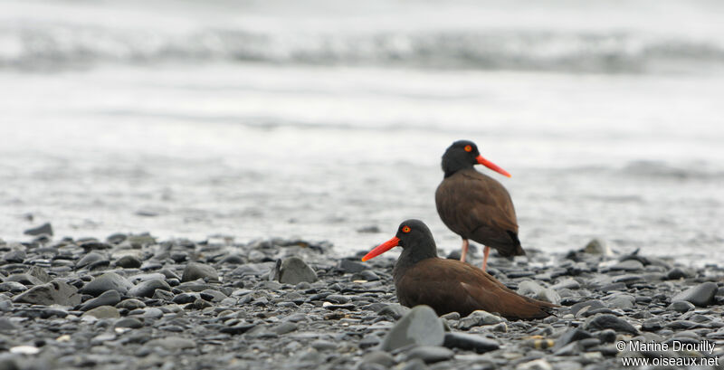 Black Oystercatcher adult, identification