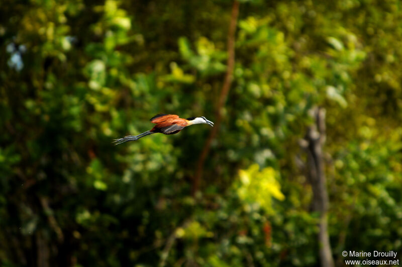 Jacana à poitrine doréeadulte, Vol