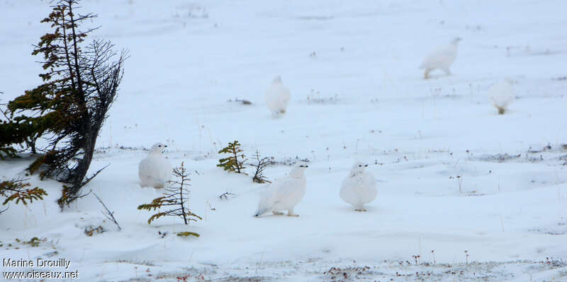 Willow Ptarmiganadult post breeding, camouflage, pigmentation, Behaviour