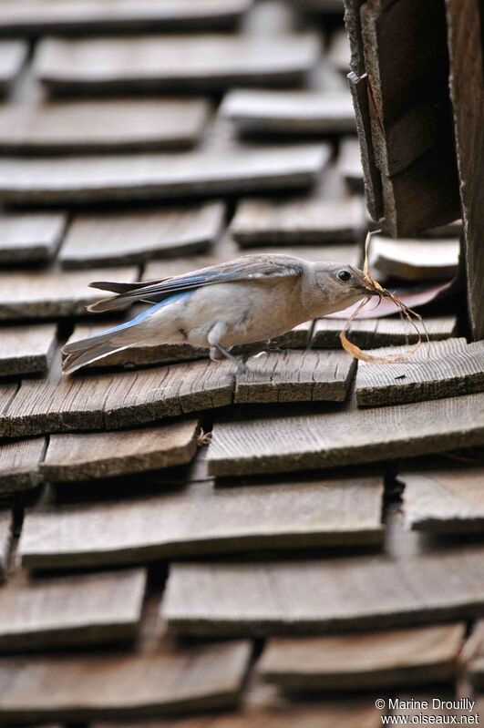 Mountain Bluebird female adult, Reproduction-nesting