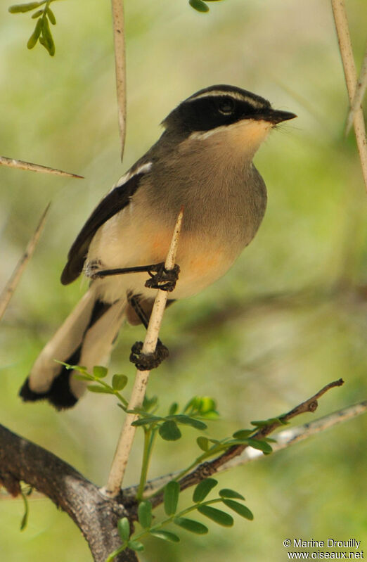 Mignard enchanteuradulte, identification