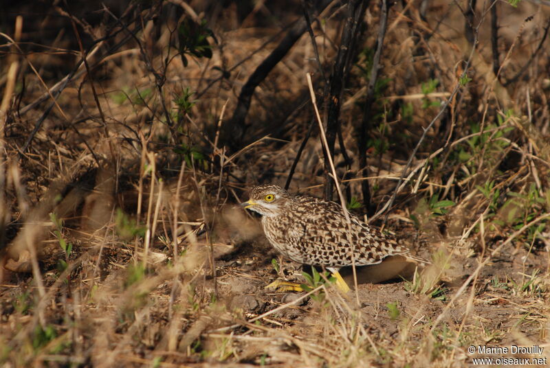 Spotted Thick-knee, Behaviour