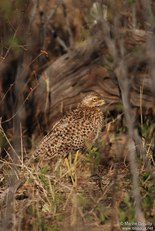 OEdicnème tachard, identification