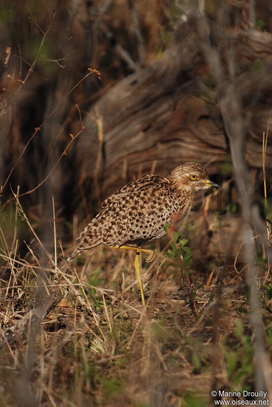 Spotted Thick-knee, Behaviour