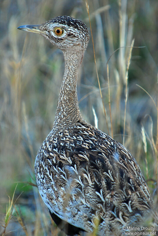 Outarde houppette femelle adulte, identification