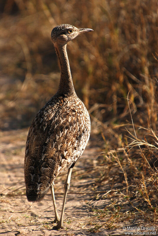 Red-crested Korhaan female adult, identification