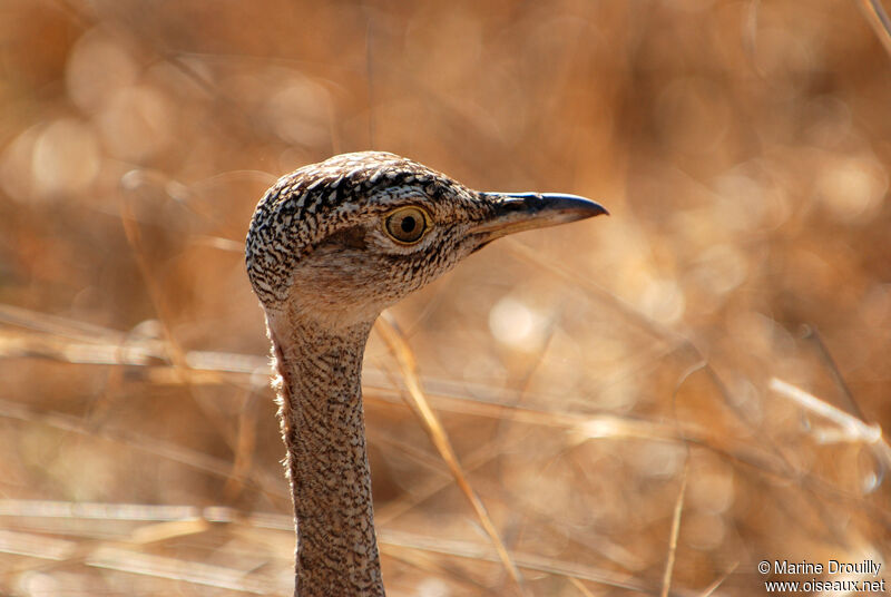 Red-crested Korhaan female adult, identification