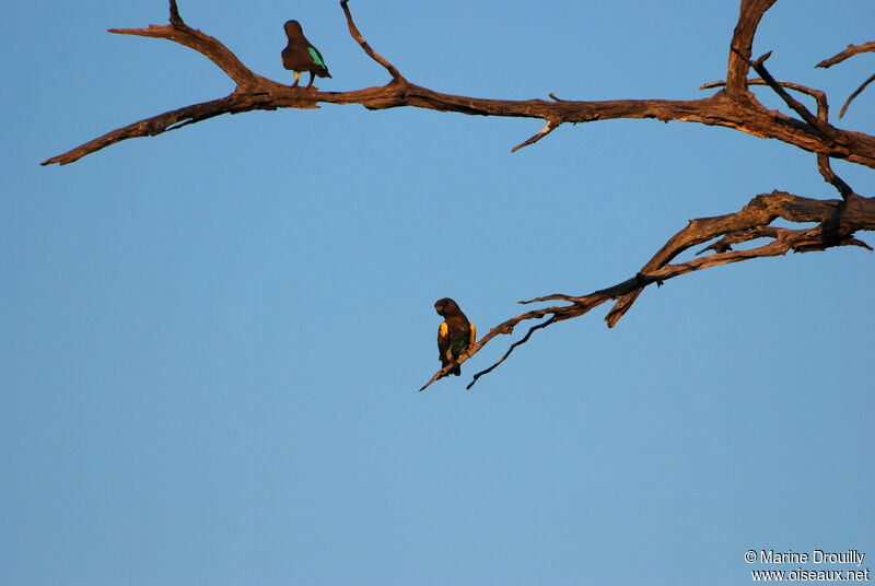 Meyer's Parrotadult, identification