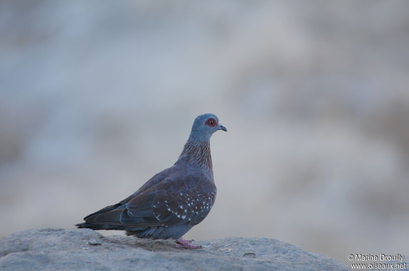 Speckled Pigeonadult