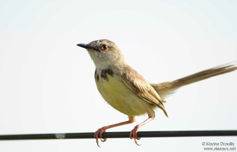 Black-chested Priniaadult breeding