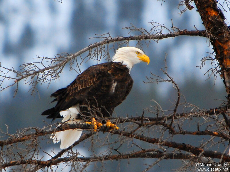 Bald Eagleadult, identification