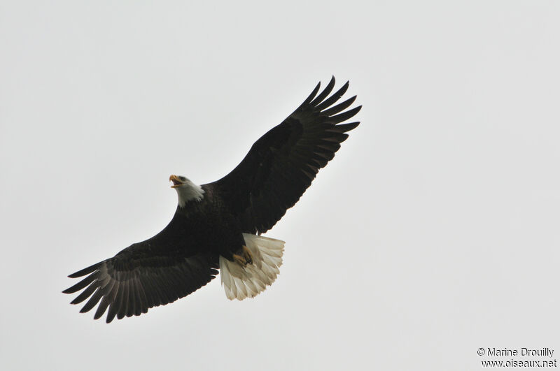 Bald Eagleadult, Flight