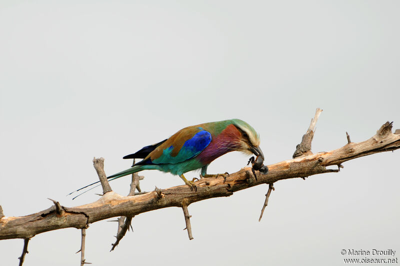 Lilac-breasted Rolleradult, feeding habits