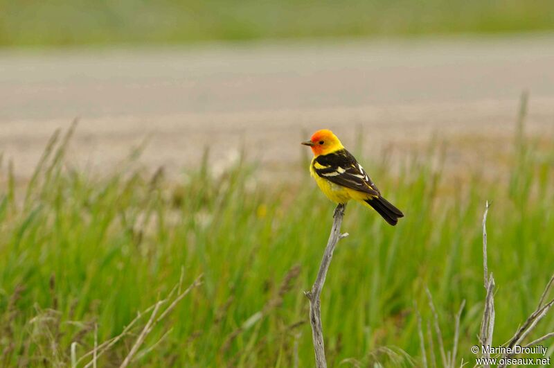 Western Tanager male adult, identification