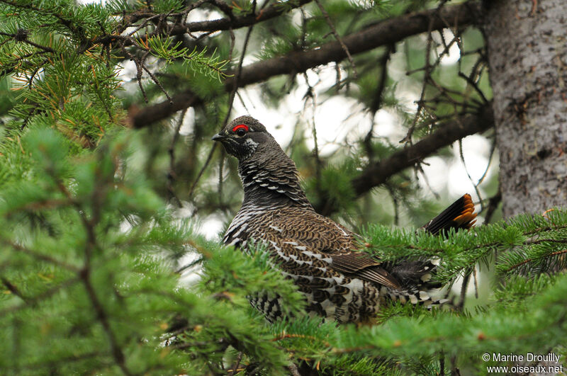 Tétras du Canada mâle adulte, identification