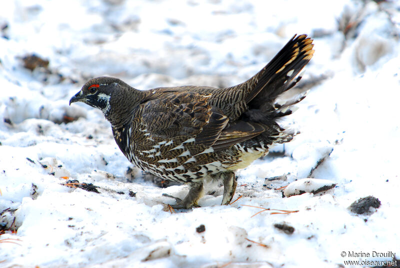 Tétras du Canada mâle adulte, identification