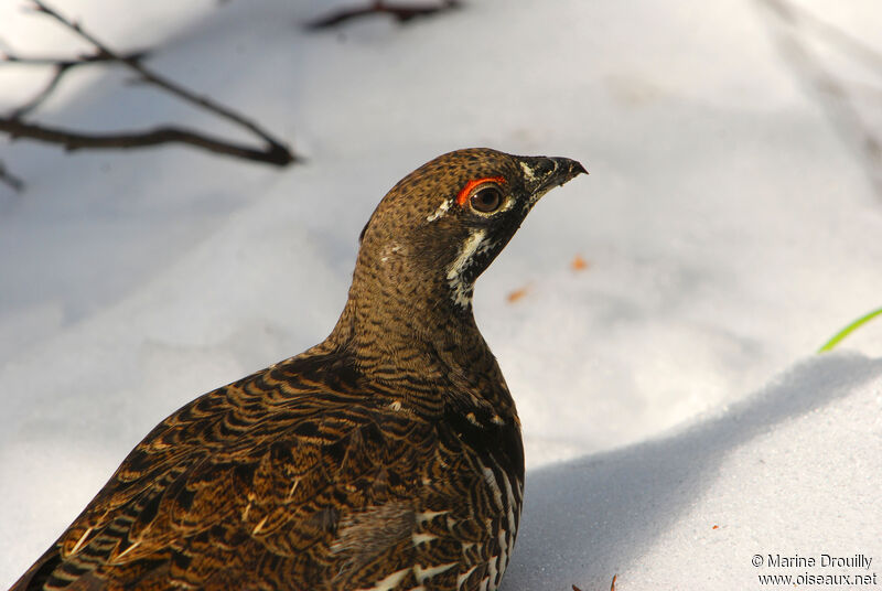 Tétras du Canada mâle adulte, identification