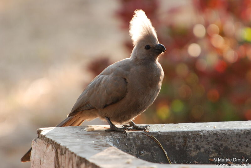 Grey Go-away-birdadult, identification