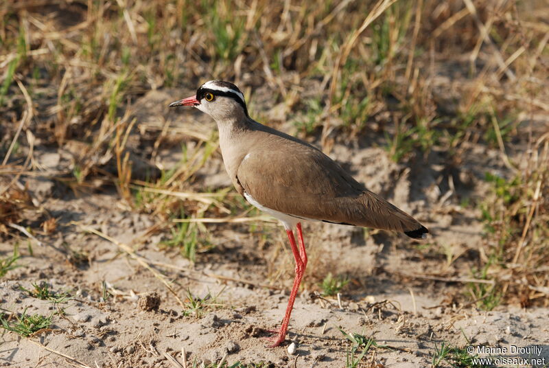 Vanneau couronné, identification