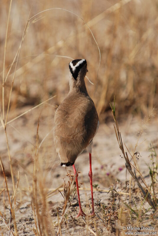 Vanneau couronné, identification