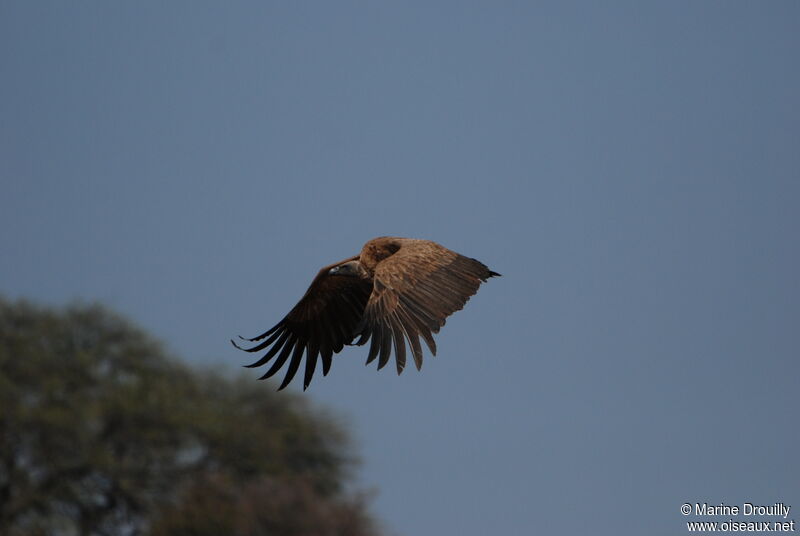 White-backed Vultureadult, Flight