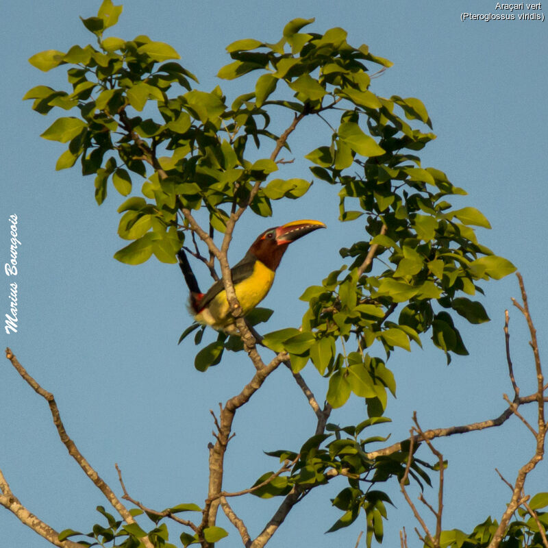 Green Aracari female adult