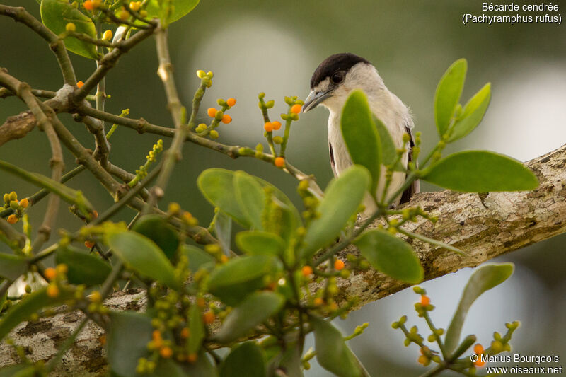 Cinereous Becard