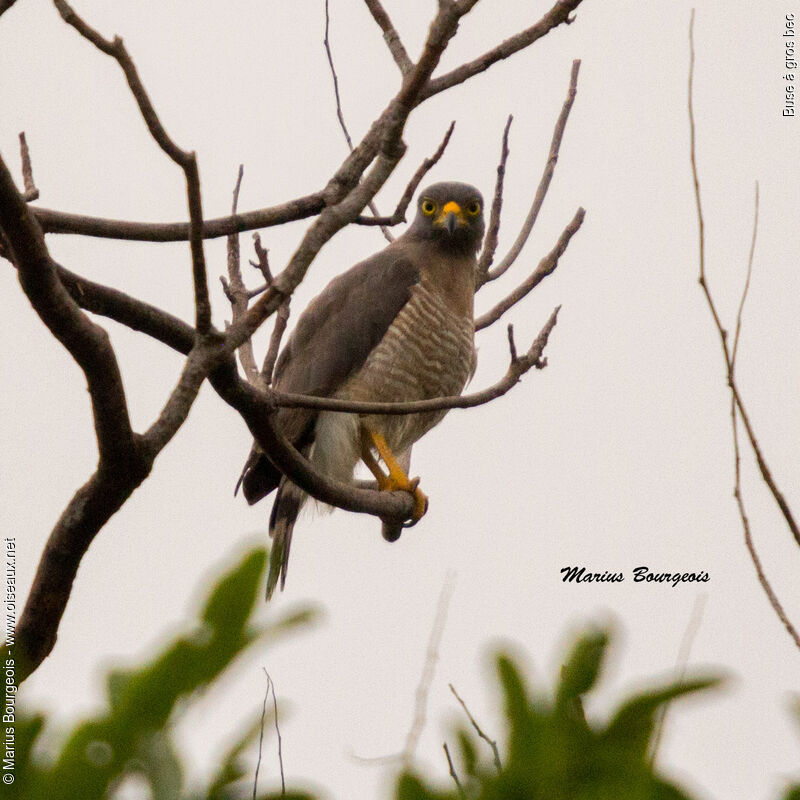 Roadside Hawk