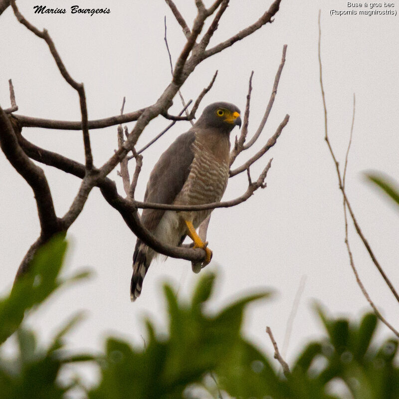 Roadside Hawk