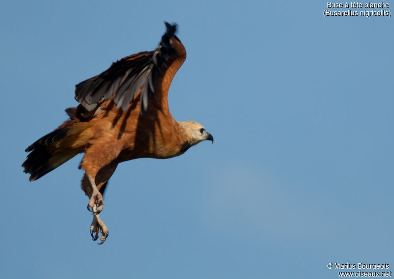 Black-collared Hawk