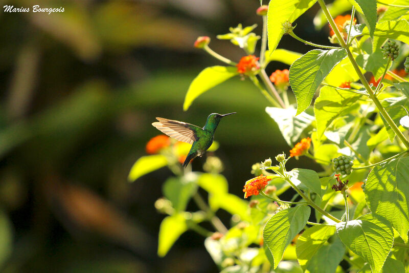 Colibri à menton bleu, Vol