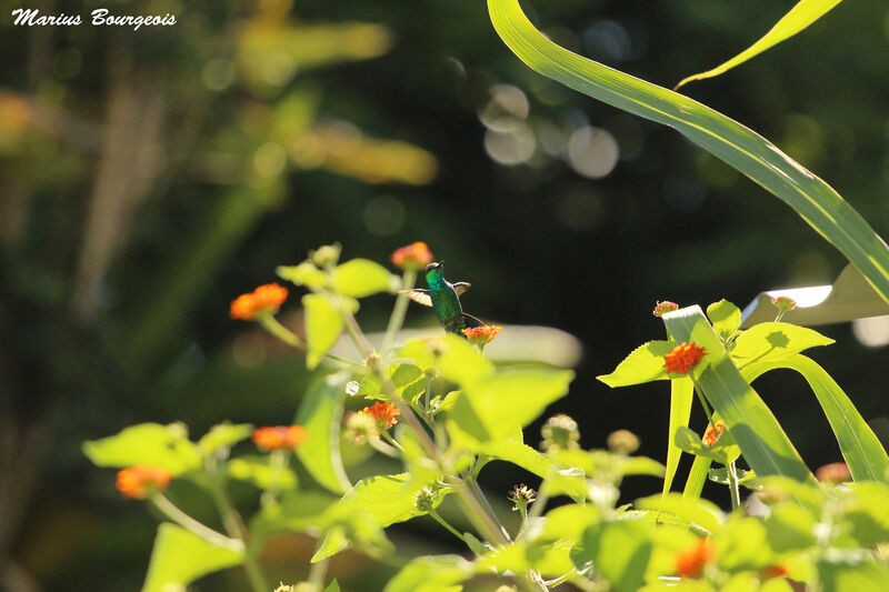 Colibri à menton bleu