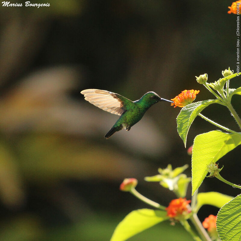 Blue-chinned Sapphire