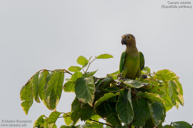 Brown-throated Parakeet