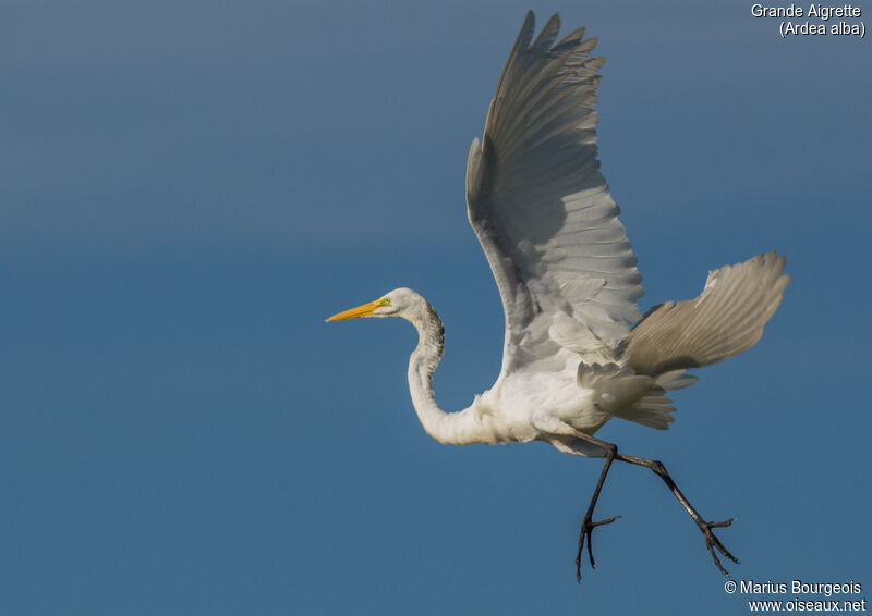 Grande Aigrette