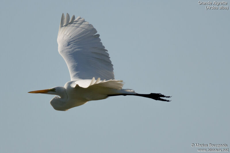 Grande Aigrette